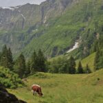 mountains, alps, meadow-8132837.jpg